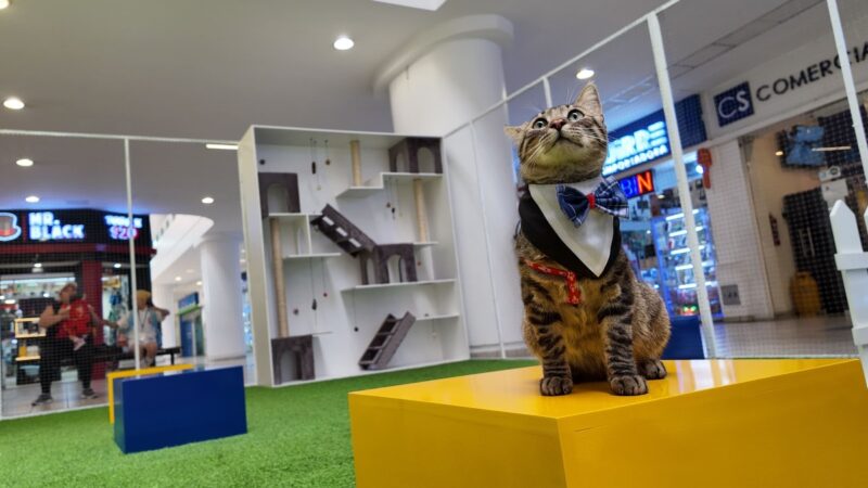 El Recreo abrió la Zona Miau especialmente diseñada para gatitos