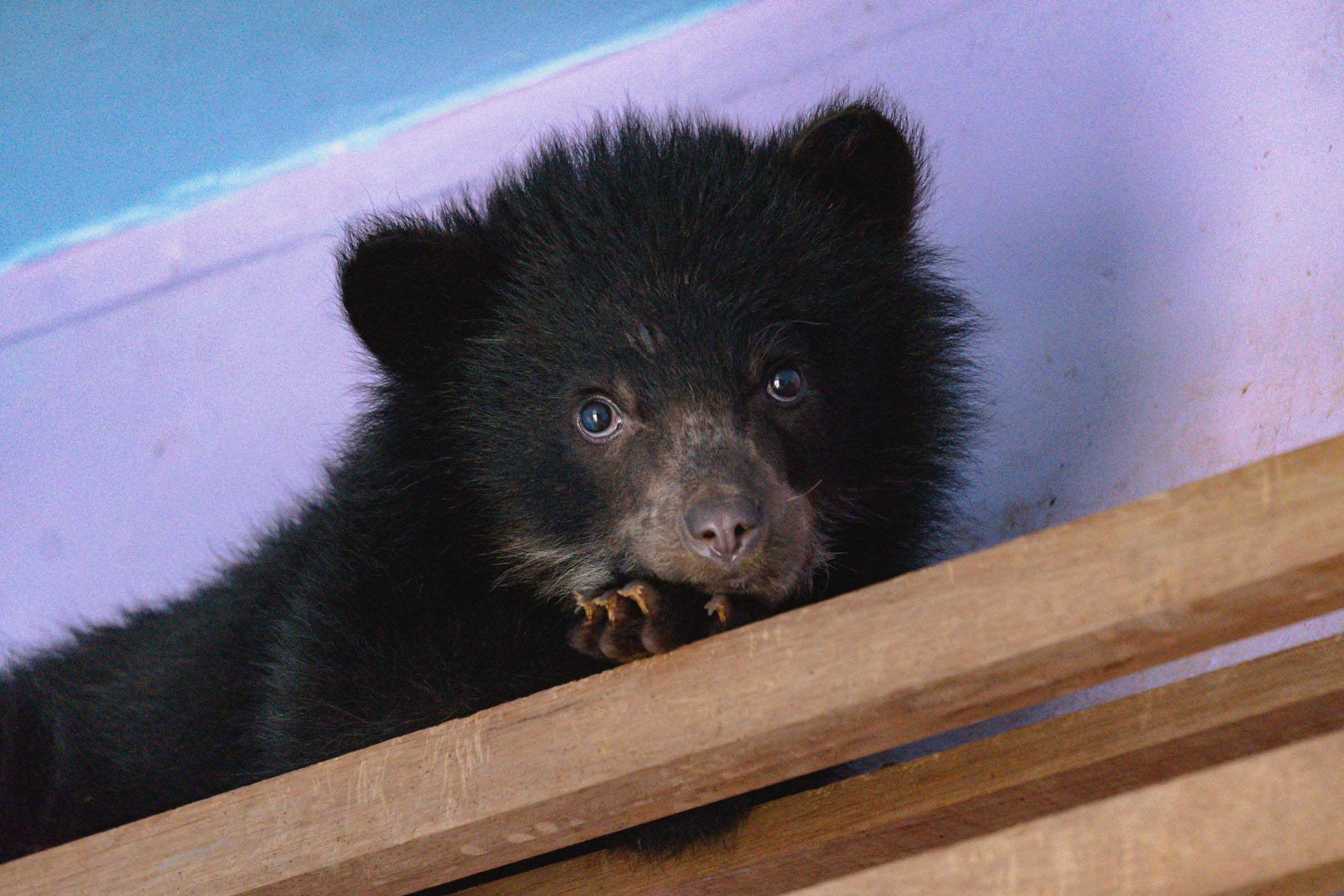 El Bosque de Luz brillará por la osita andina Sisa