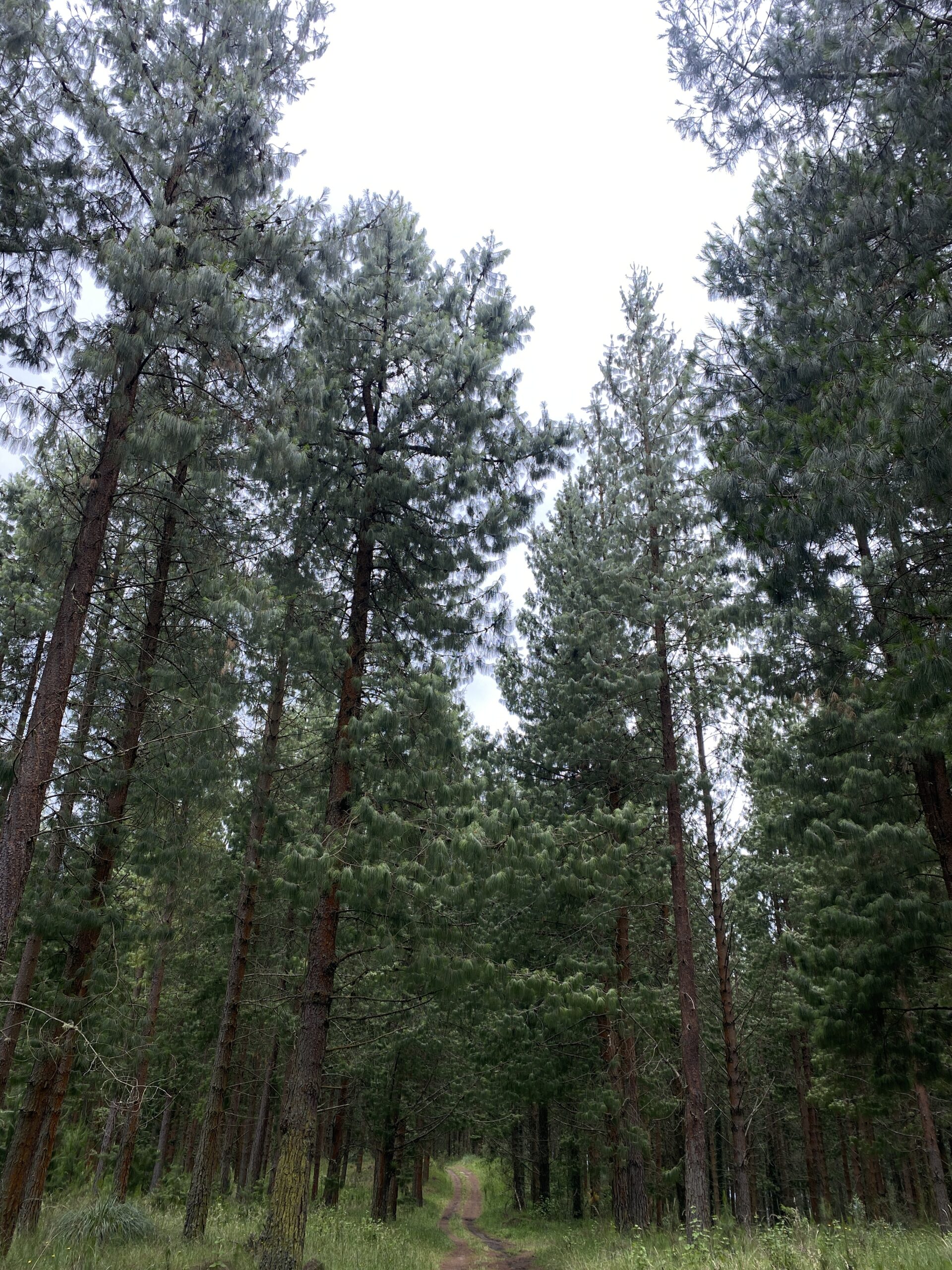 Guardianes de los Bosques: el compromiso del FSC con la gestión forestal sostenible en Ecuador