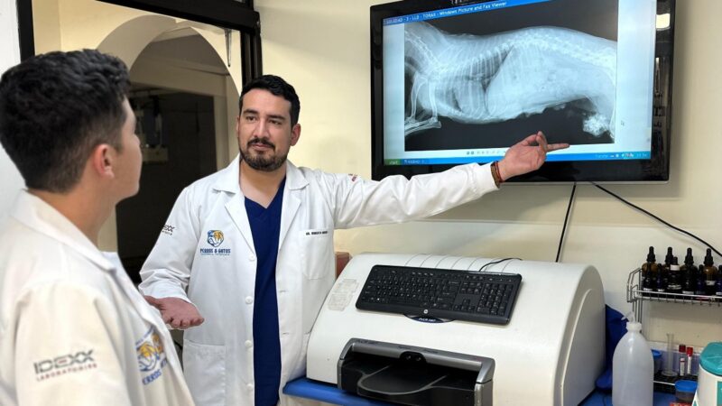 Perros&Gatos innova con la cirugía laparoscópica