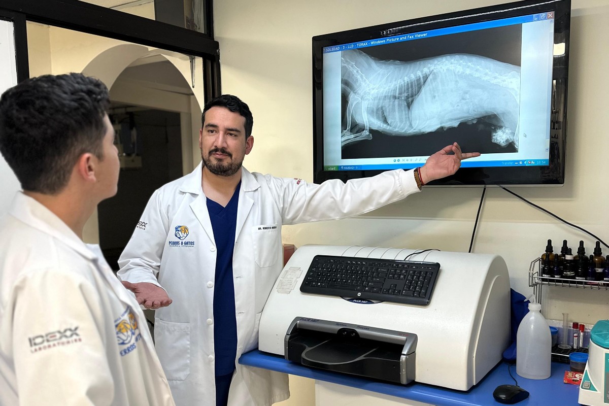 Perros&Gatos innova con la cirugía laparoscópica