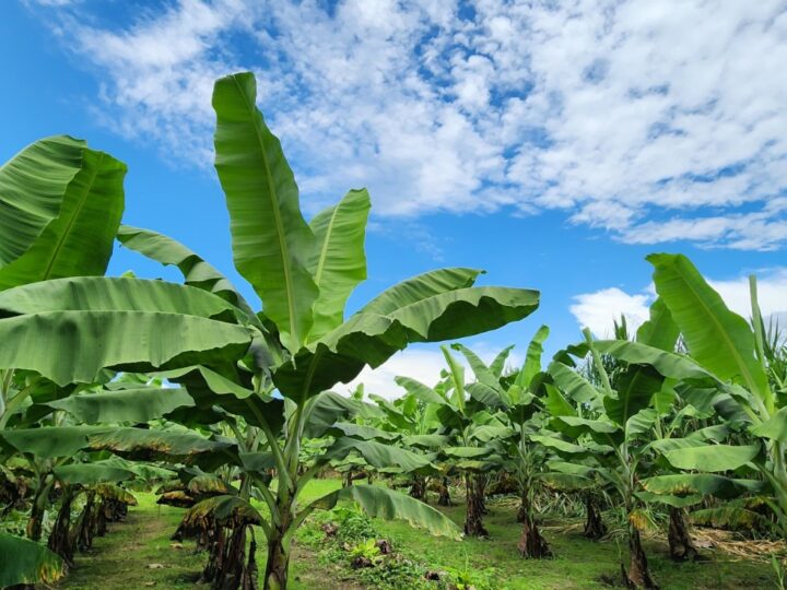 El banano ecuatoriano apuesta por la innovación para sostener su liderazgo mundial