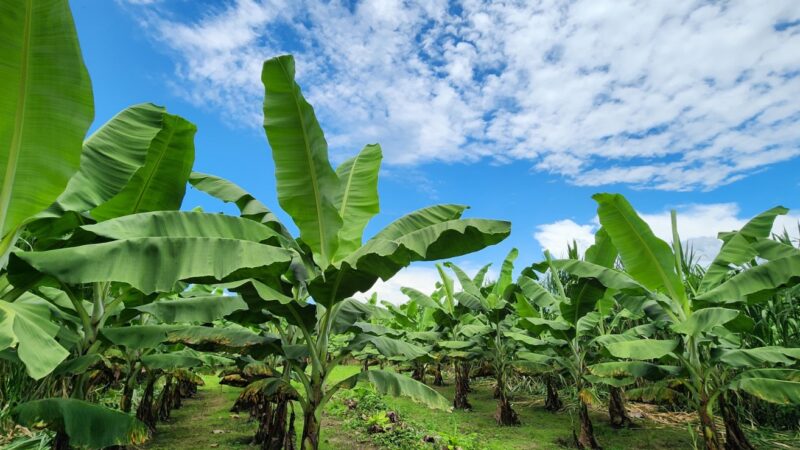 El banano ecuatoriano apuesta por la innovación para sostener su liderazgo mundial