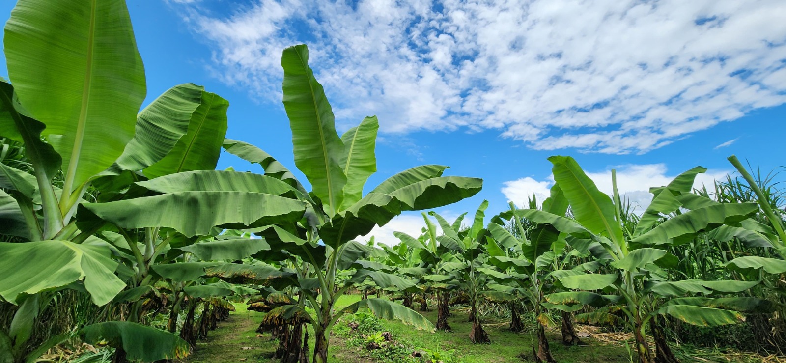 El banano ecuatoriano apuesta por la innovación para sostener su liderazgo mundial